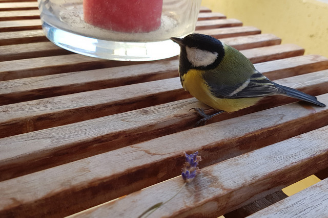 Blaumeise | Foto: Hayit Medien/uh